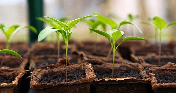 plants legumes.jpg