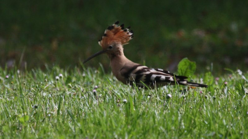 "Oupp-oupp-oupp ", me revoilou !