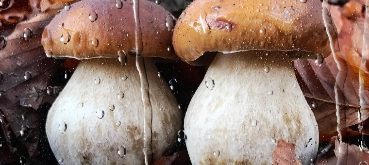 Des-champignons-sous-la-pluie.jpg