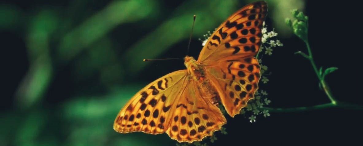 005.PHOTO_Papillons_Jérémy Desplats (2).jpg