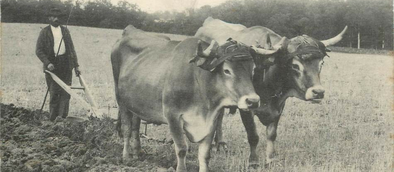 Le climat, les hommes et les animaux