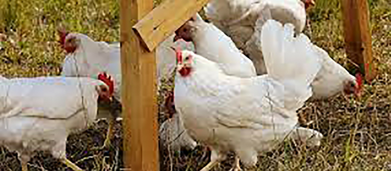 Influenza aviaire rien ne s'arrange sur le front