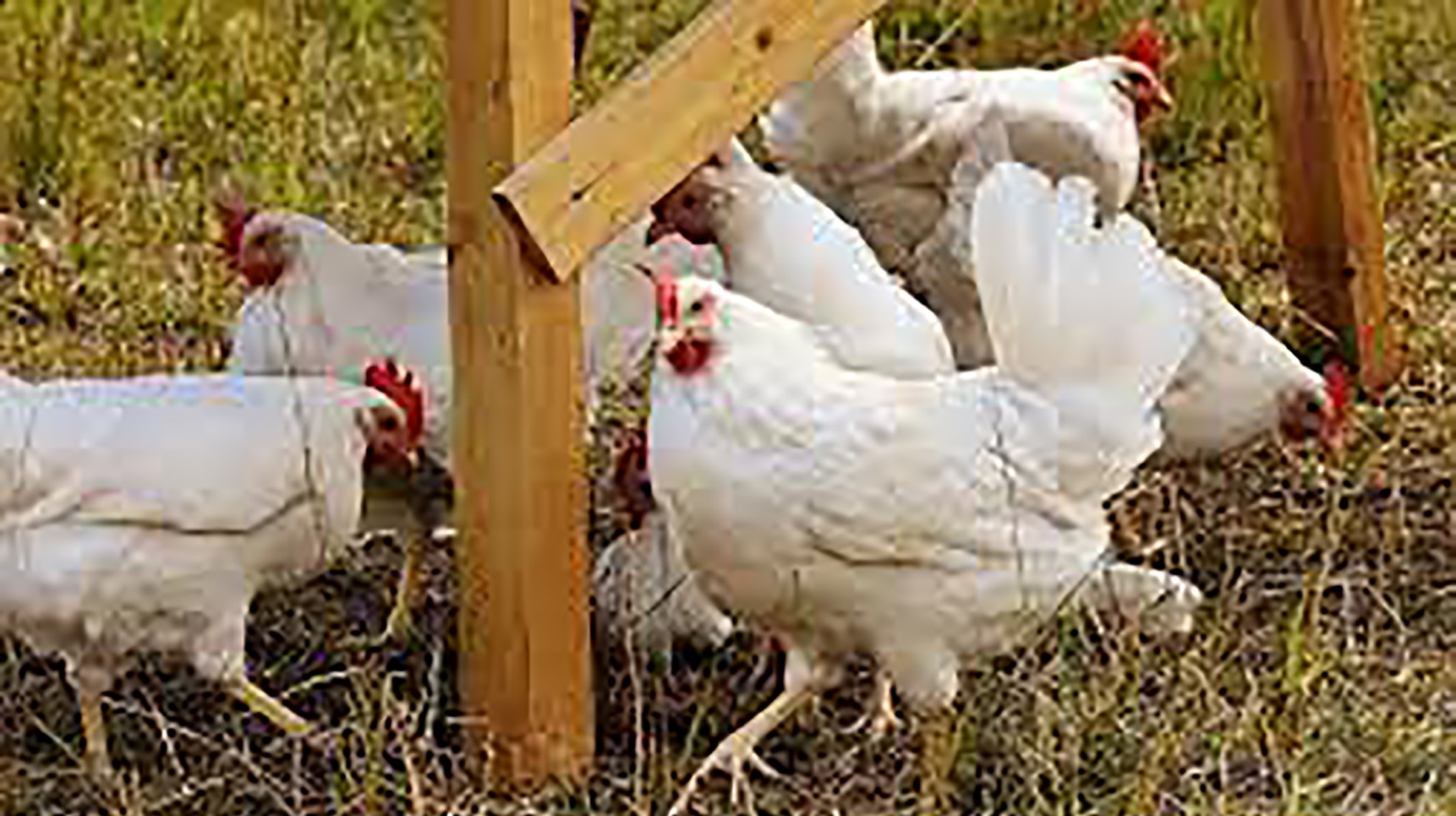poules elevage.jpg