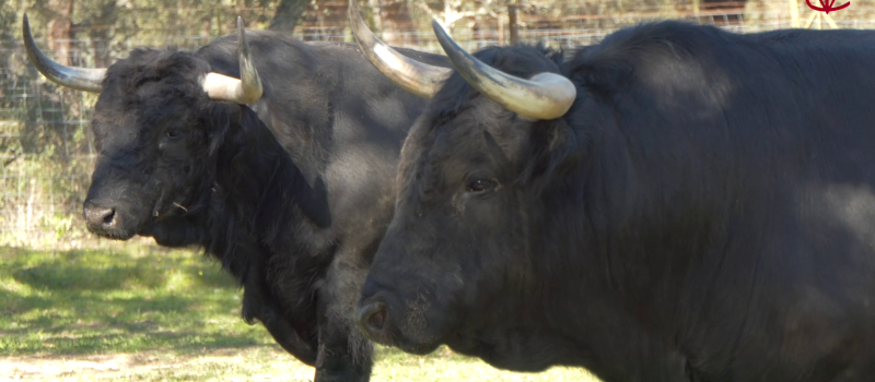 Feria del Toro  2023 : des Dolores Aguirre pour la corrida du samedi