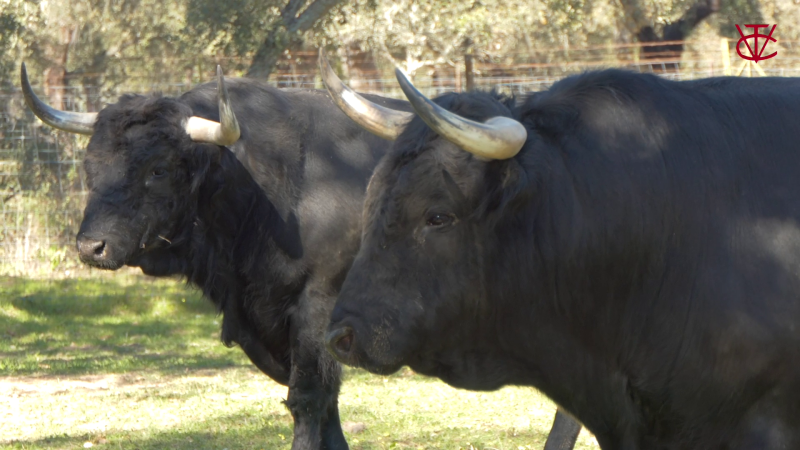 Feria del Toro  2023 : des Dolores Aguirre pour la corrida du samedi