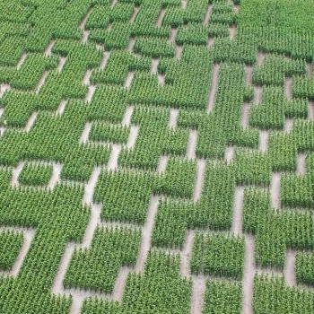 Labyrinthe de maïs.jpg