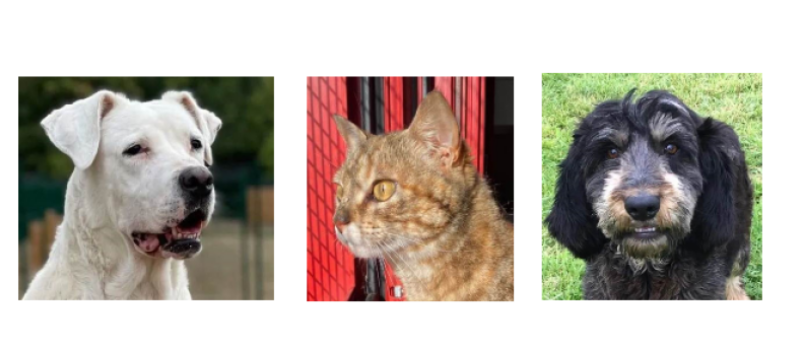 Kalaya, Lalou et Bobby vous attendent !