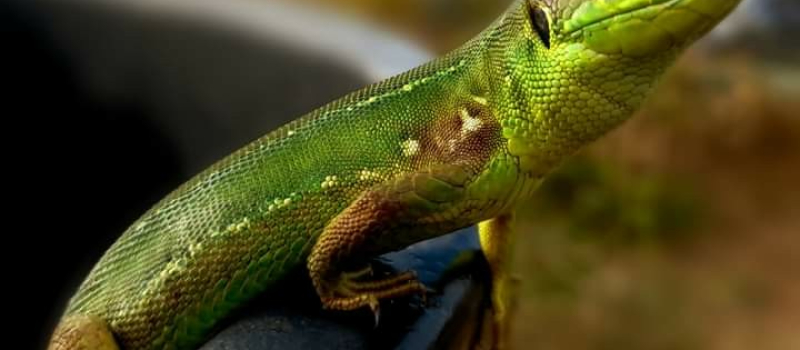 Avez-vous un dragon dans votre jardin ?