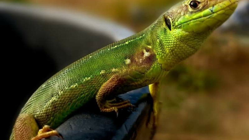 Avez-vous un dragon dans votre jardin ?