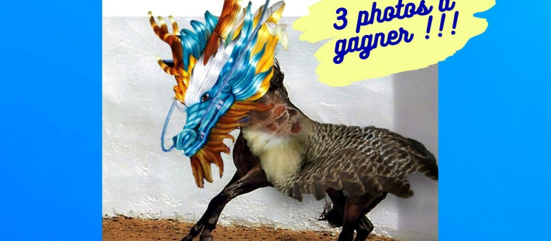 Les animaux, imaginaire et réalité.