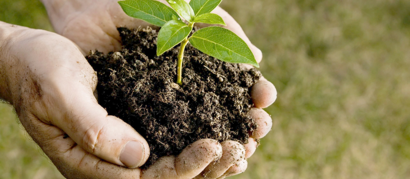 Plantation inaugurale à l’occasion de la journée mondiale de l’environnement