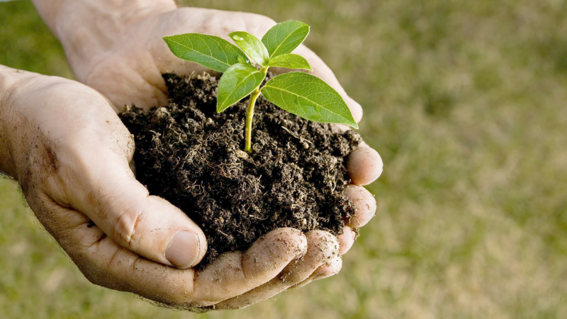 Plantation inaugurale à l’occasion de la journée mondiale de l’environnement