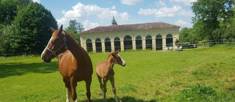 Lectoure à voix haute invite Caster à Choeur au Haras d'Olympe dimanche 11 juin à 17h.