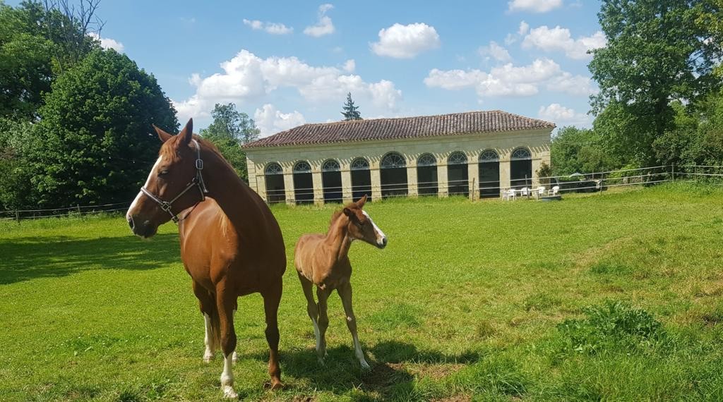 haras_d_olympe_2022_opt_15d4ac9a49.jpg