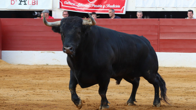 Feria del toro 2023 : retour sur la journée de samedi par le président du Club Taurin Vicois, André Cabannes