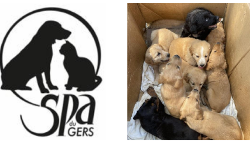 Des chiots trouvés dans un carton...encore...
