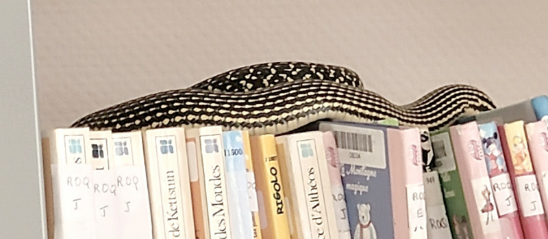 Grosse peur dans l'une des médiathèques du département