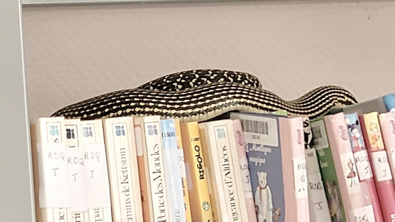 Grosse peur dans l'une des médiathèques du département