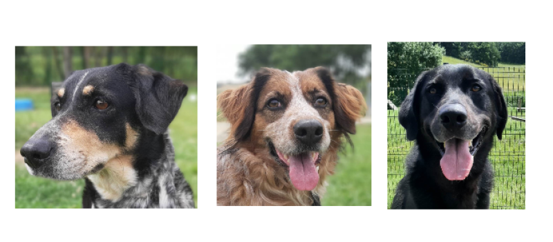 Milka, Nickie et Malonne à l'honneur cette semaine !