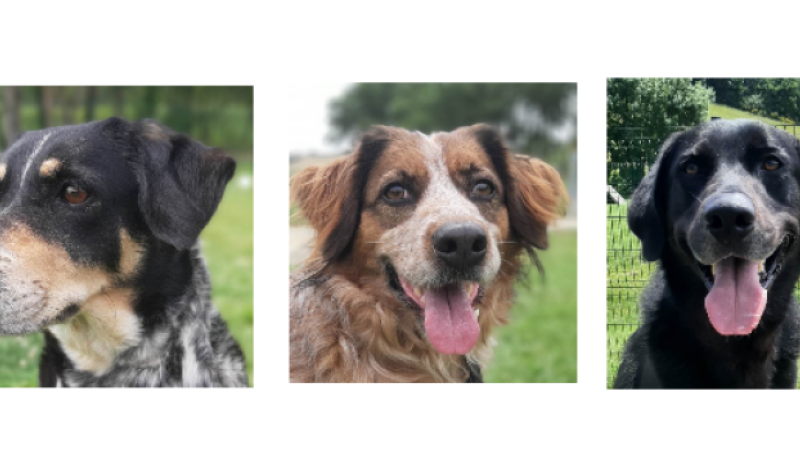 Milka, Nickie et Malonne à l'honneur cette semaine !