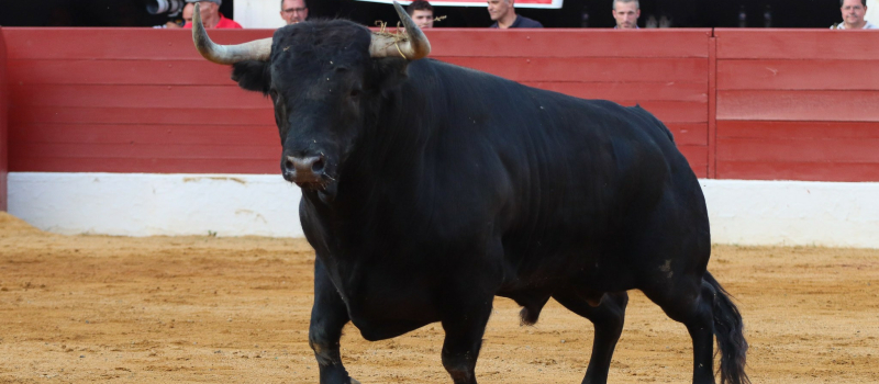 Prix de la feria del toro 2023