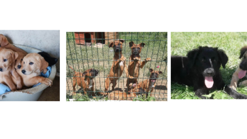 Week-end spécial chiots !