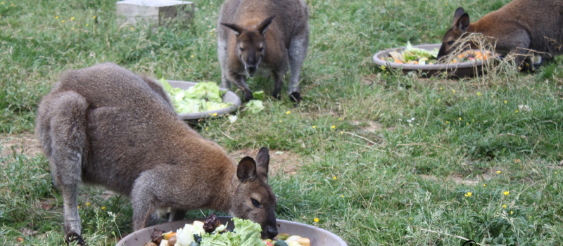 Des Wallabies dans le Gers !