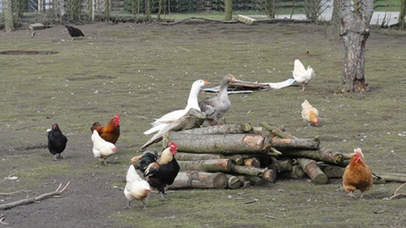 Grippe aviaire la basse cour d'un particulier touchée