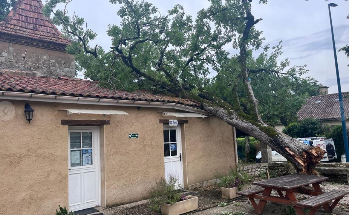 intemperie arbre.JPG