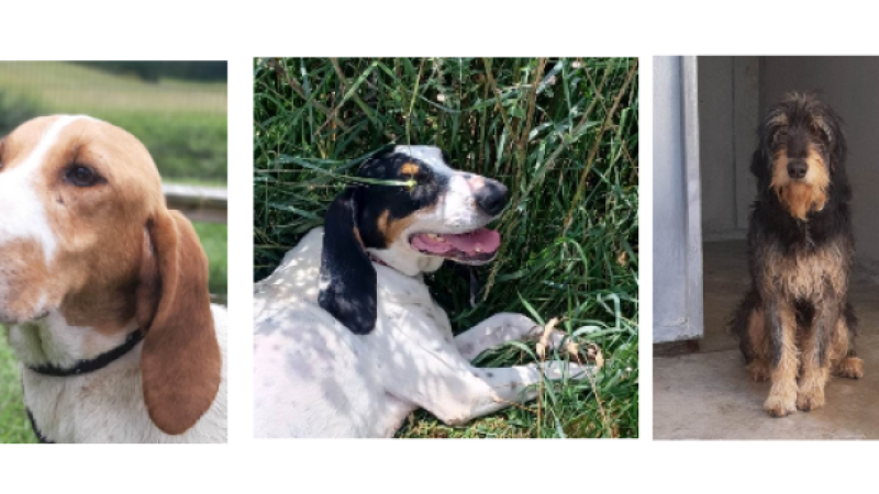 A la une cette semaine, trois grands timides !