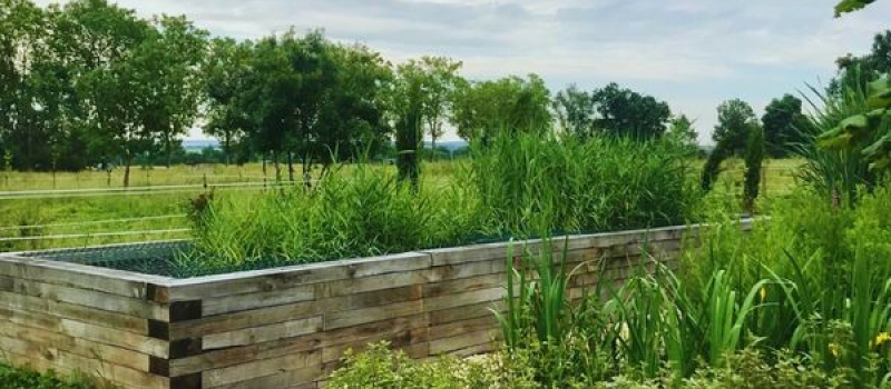 Assainissement des eaux usées de la maison par les plantes.