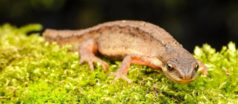 Avez-vous un dragon dans votre jardin ?