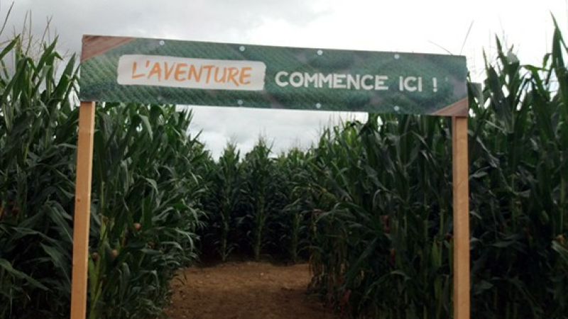 labyrinthe géant de maïs