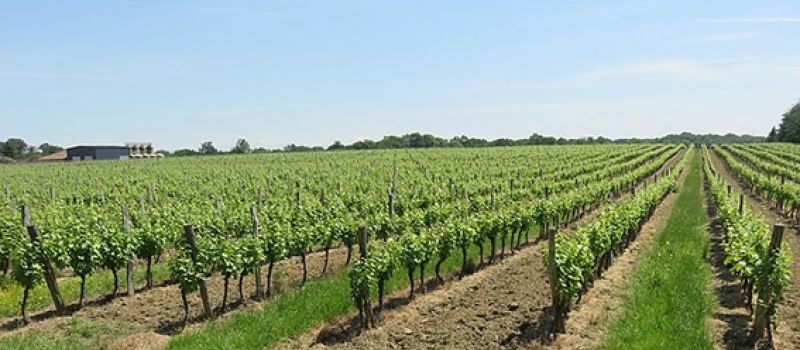 Mobilisation autour de la filière viticole gersoise