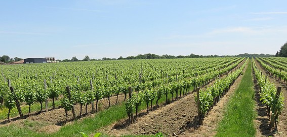 vignes gers.jpg