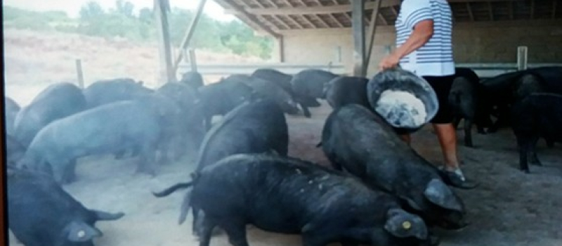 La fête du cochon à la ferme de Bidache