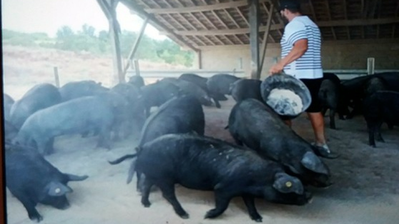 La fête du cochon à la ferme de Bidache
