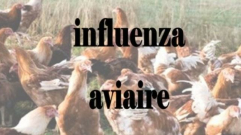 Influenza aviaire : point de situation IAHP et levées de zones dans le Gers