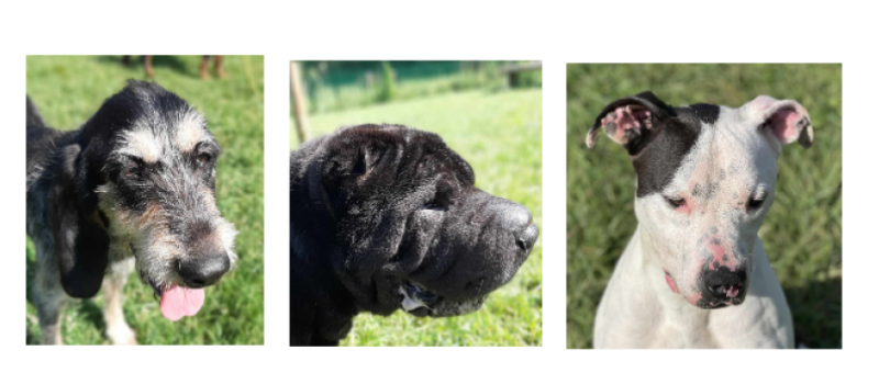 See, Loulou et Sky, les trois perles de la semaine  !