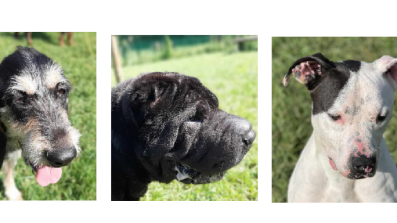 See, Loulou et Sky, les trois perles de la semaine  !