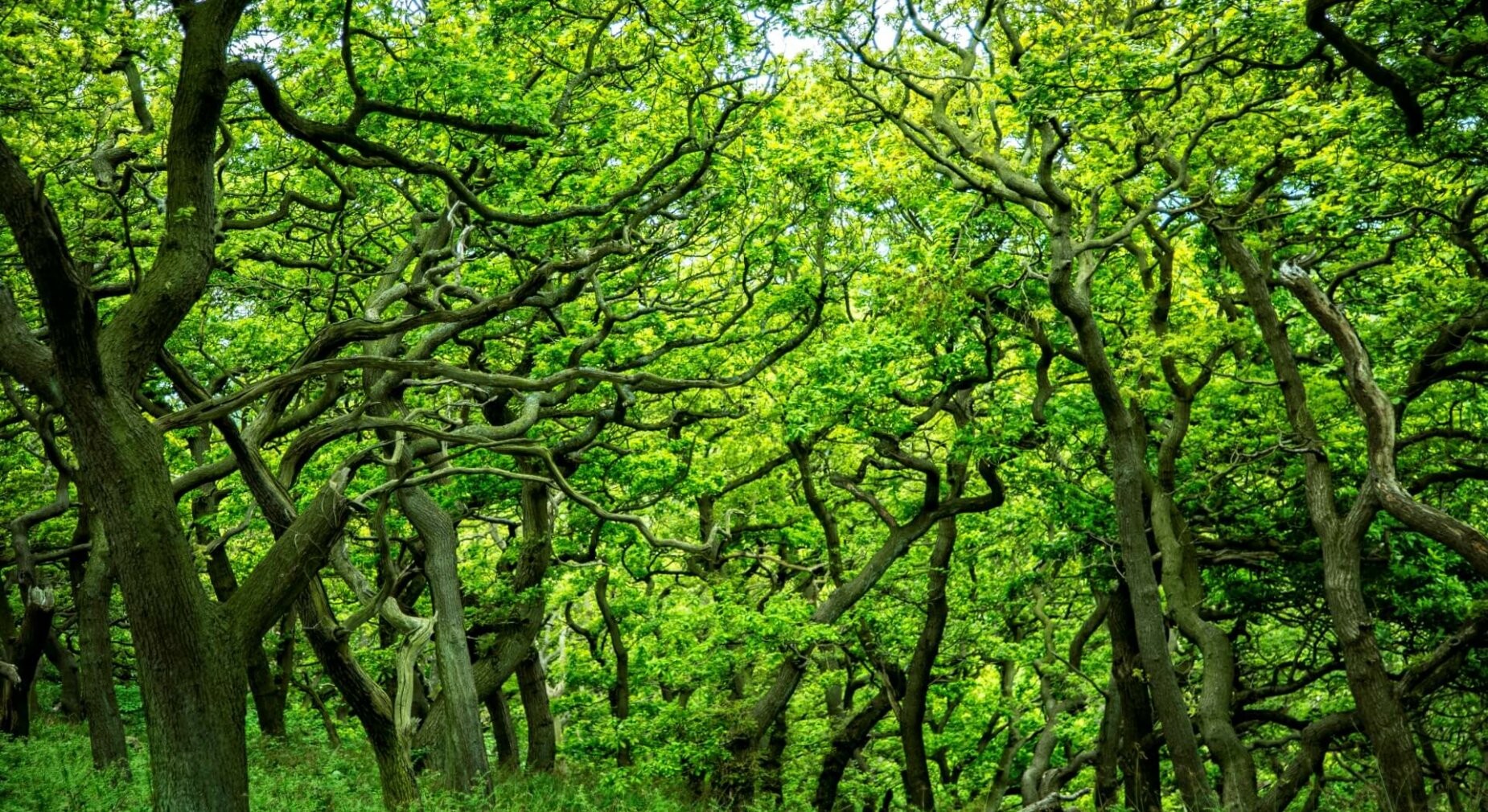 George-Hodan-Foret-verte--1850x1010.jpg