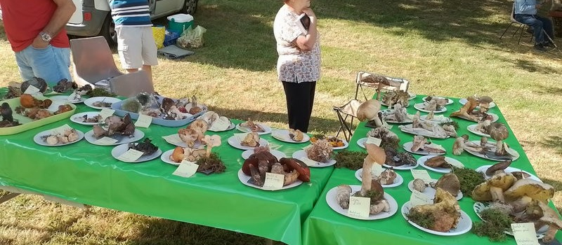 Tout savoir sur nos champignons