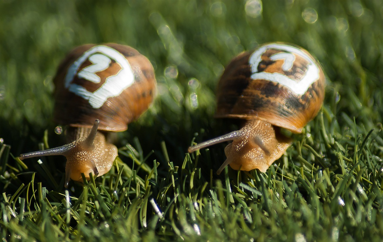 snails-1753611_1280.jpg