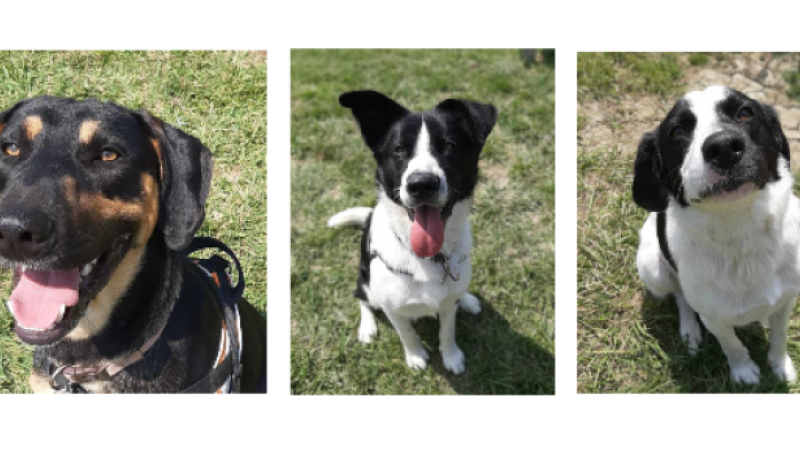 Cette semaine, trois jeunes chiens à la une !