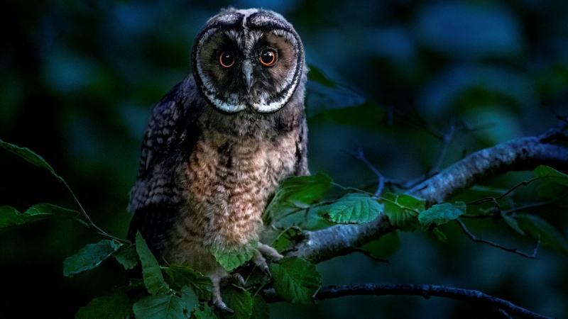 Lumière sur la nuit : Balade nocturne
