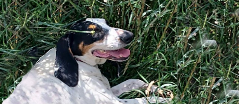 Protégez vos animaux de compagnie en période de fortes chaleurs