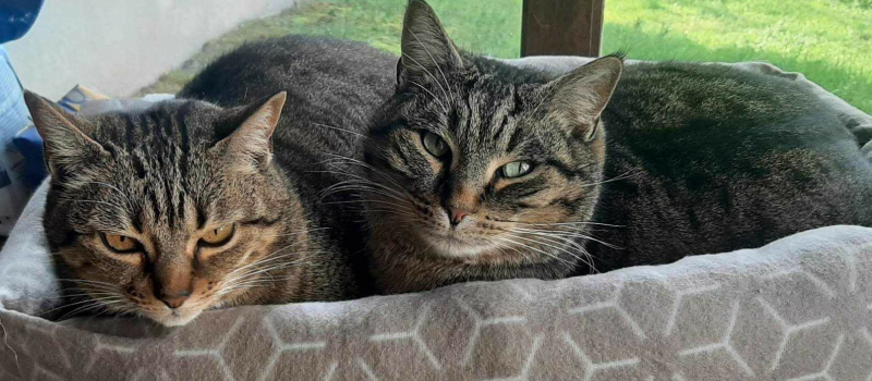 C'est aujourd'hui la journée internationale des chats !