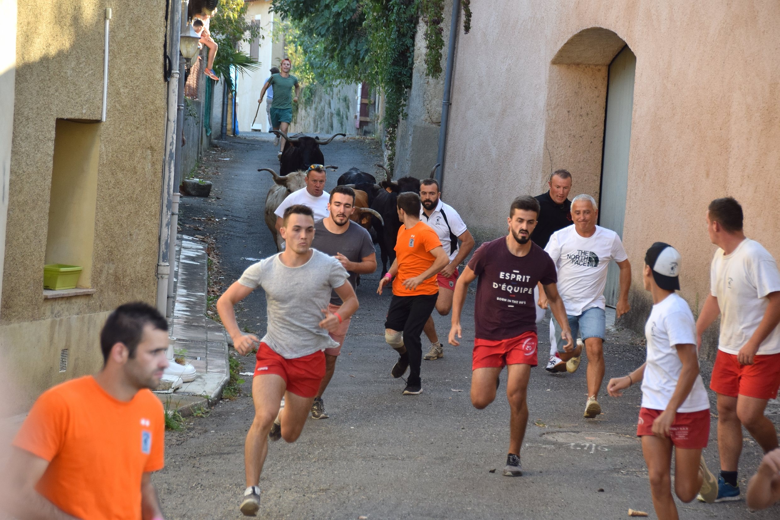 Ils préfèrent encore courir devant des vachettes