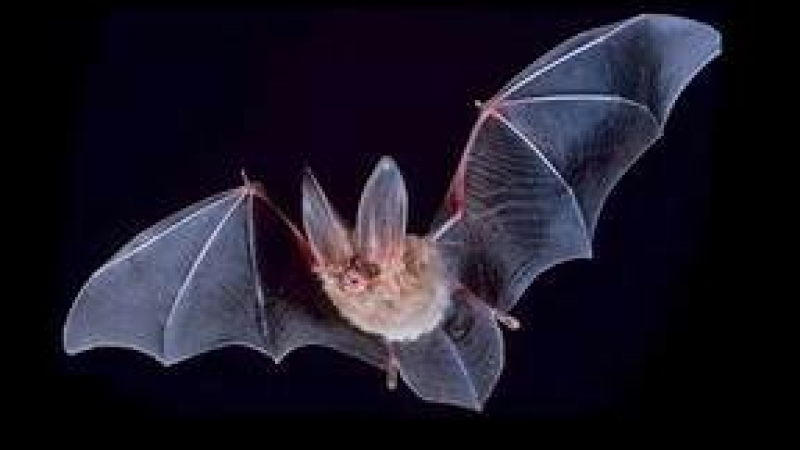 Environnement : 27ème Nuit Internationale de la Chauve-Souris à Montréal