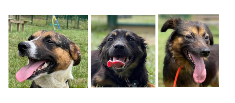 Jet, Phil et Cacahuète, trois croisés Berger, trois ans tous les trois, trois nouveaux venus à la SPA !